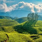 15 Places to visit in Munnar for Travelling Architect - Sheet12
