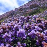 15 Places to visit in Munnar for Travelling Architect - Sheet24