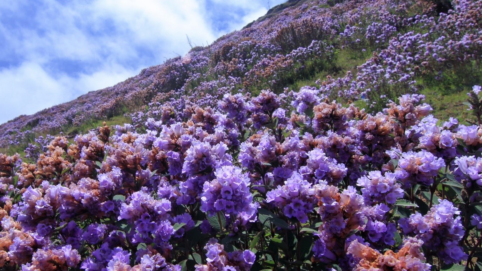 15 Places to visit in Munnar for Travelling Architect - Sheet24