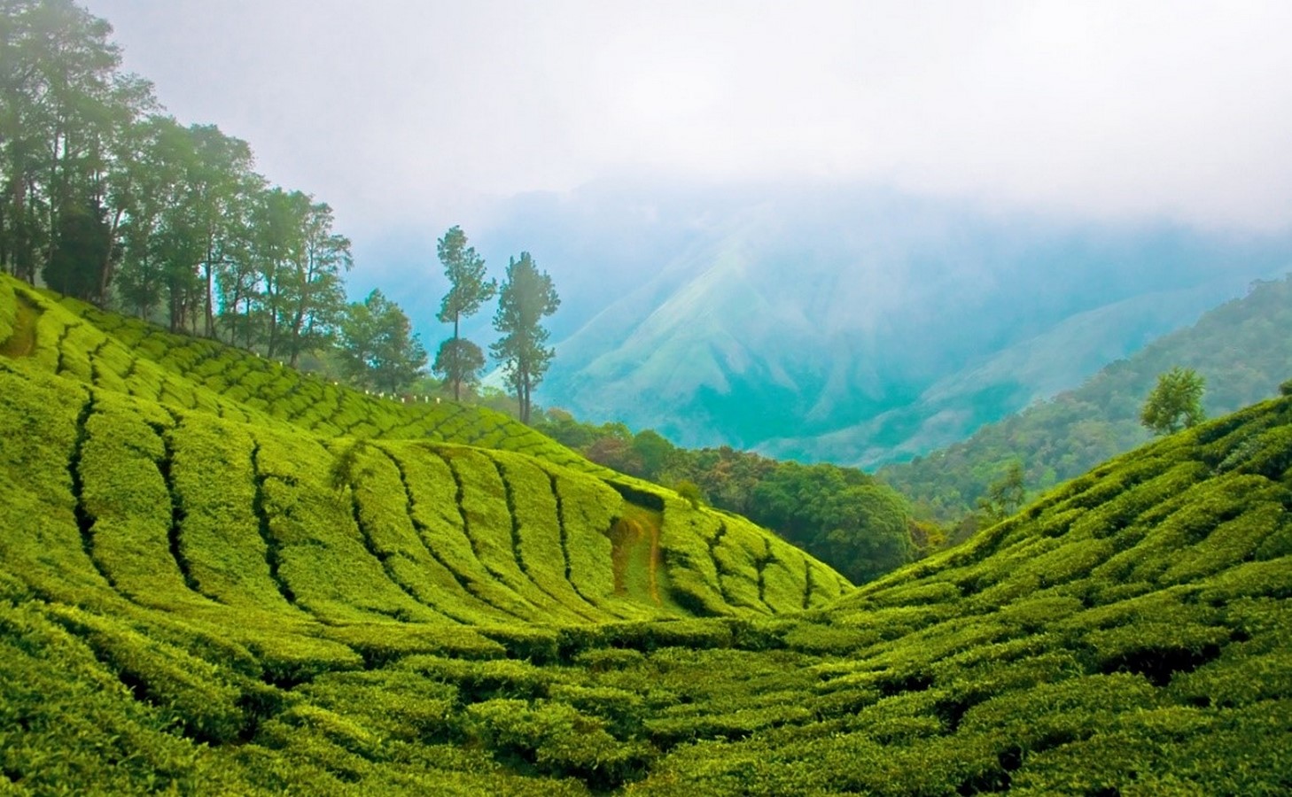 15 Places to visit in Munnar for Travelling Architect - Sheet3