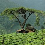 15 Places to visit in Munnar for Travelling Architect - Sheet30