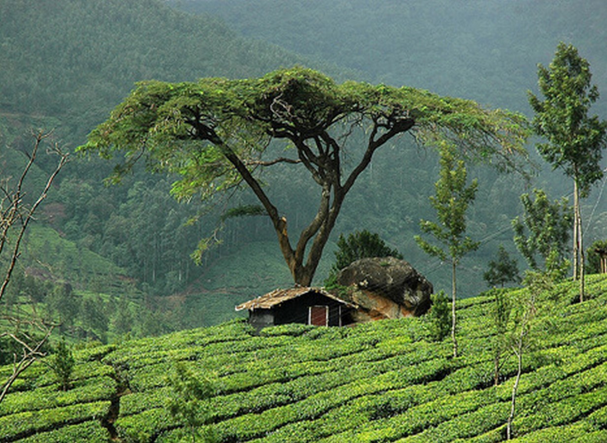 15 Places to visit in Munnar for Travelling Architect - Sheet30