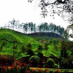 15 Places to visit in Munnar for Travelling Architect - Sheet33