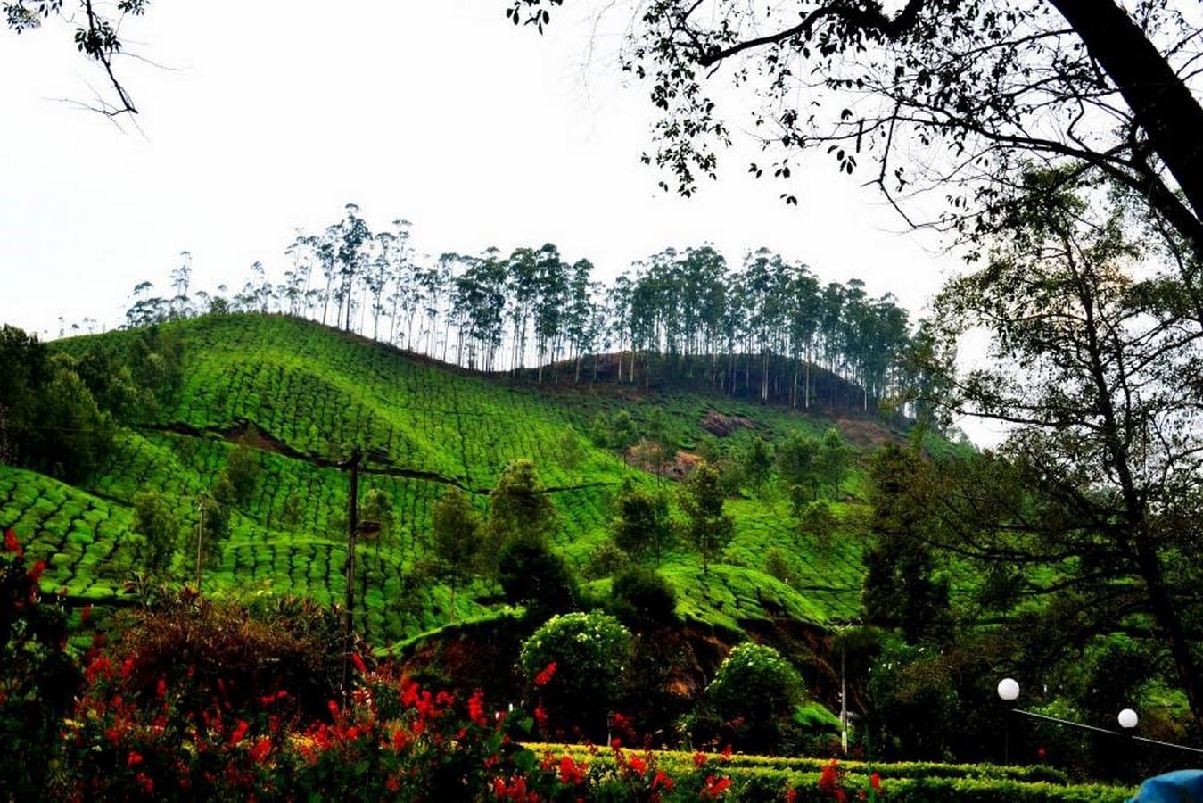 15 Places to visit in Munnar for Travelling Architect - Sheet33