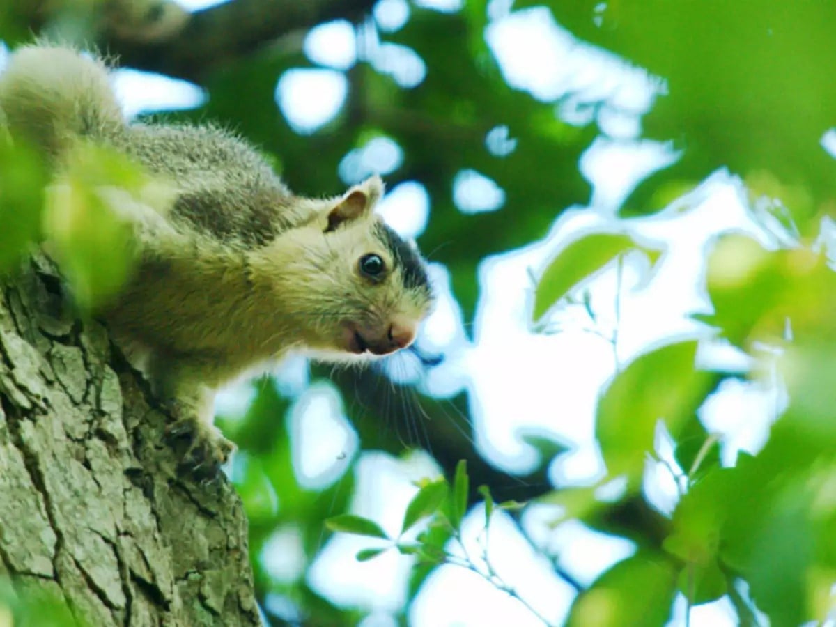 The giant squirrel at Chinnar Wildlife Sanctuary_©Timesofindia