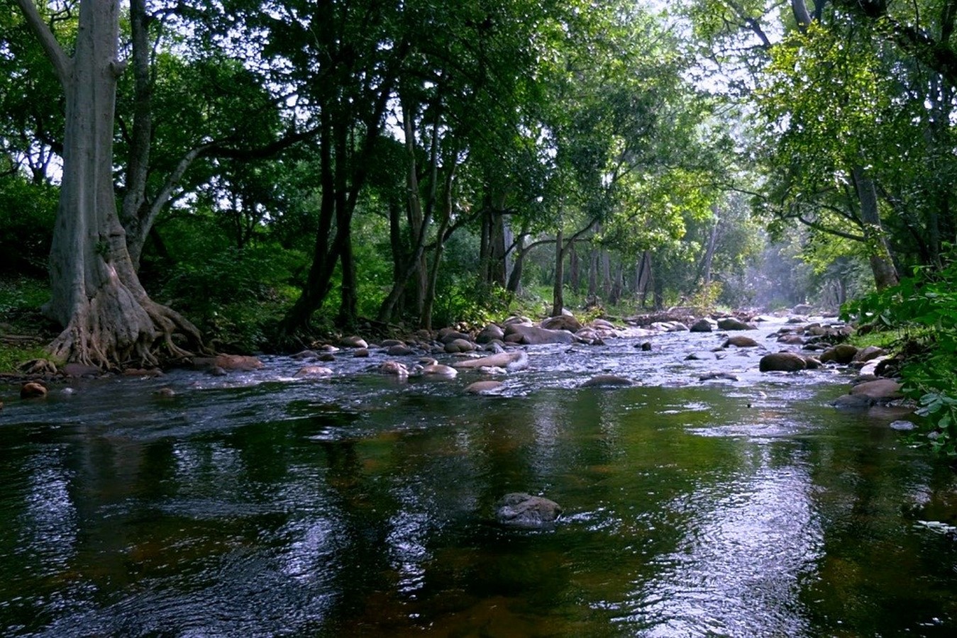 A view inside the Chinnar Wildlife Sanctuary_©Keralatourism