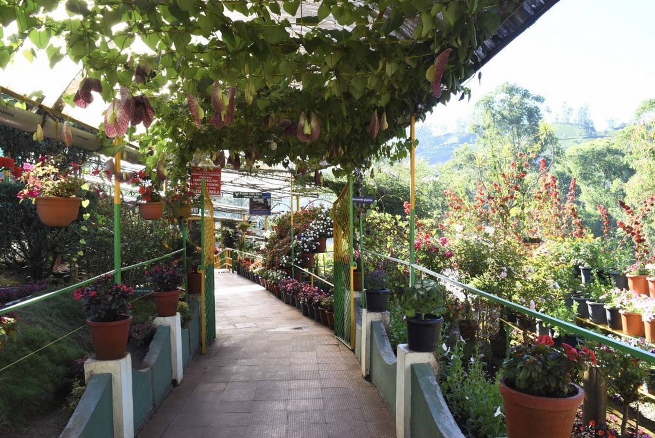 A view of the corridor along the Floriculture centre, Munnar_©Toothpicnations
