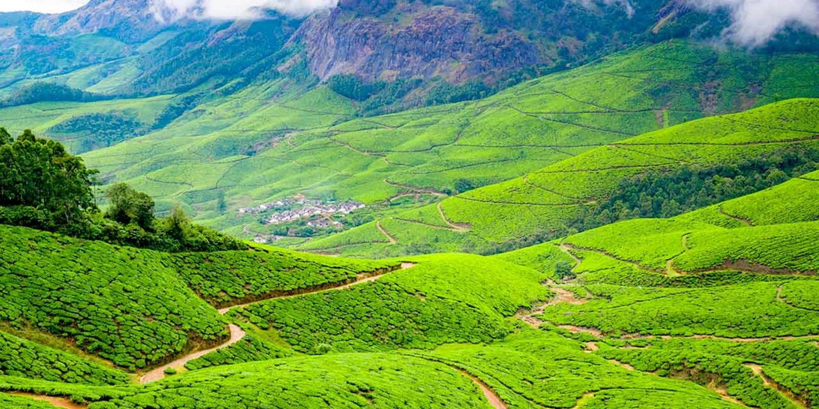 Highest elevation tea plantation at Kolukkumalai, Munnar_©Munnartourism