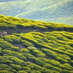 15 Places to visit in Munnar for Travelling Architect - Sheet45