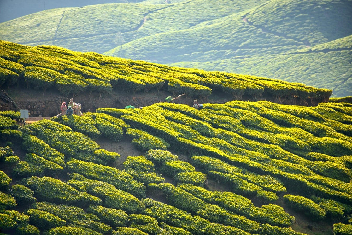 The mesmerising view of the tea gardens of Kolukkumalai_©Flickr