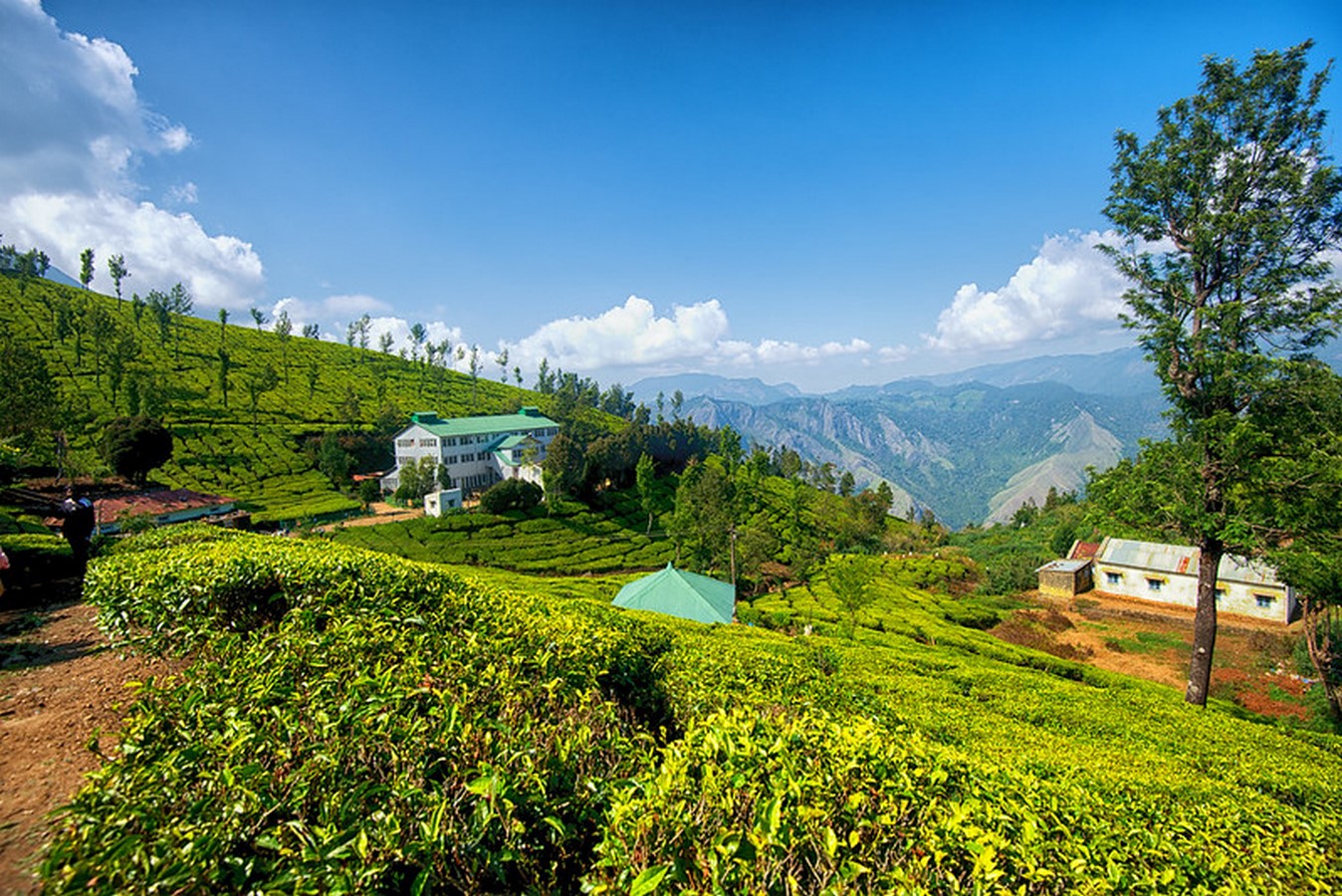 The breathtaking view of the tea estate of Kolukkumalai_©Flickr