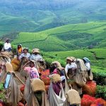 15 Places to visit in Munnar for Travelling Architect - Sheet5