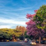 Book in Focus: Nature in the city by Harini Nagendra - Sheet11