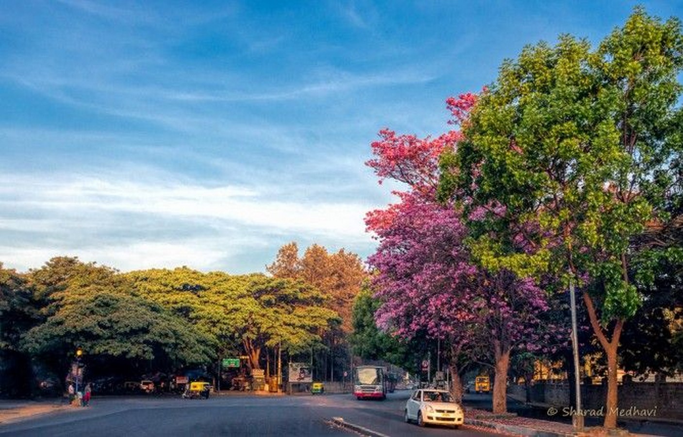 A canopy tree in Bangalore_©Folomojo