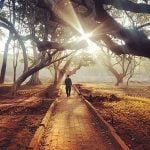 Book in Focus: Nature in the city by Harini Nagendra - Sheet12