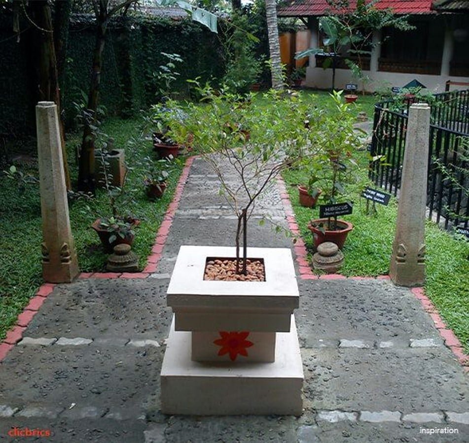 Tulsi plant outside house_© Clicbrics