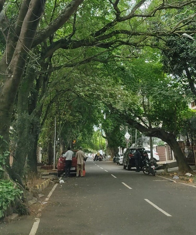 A canopy street in Jayanagar_©Source: Author