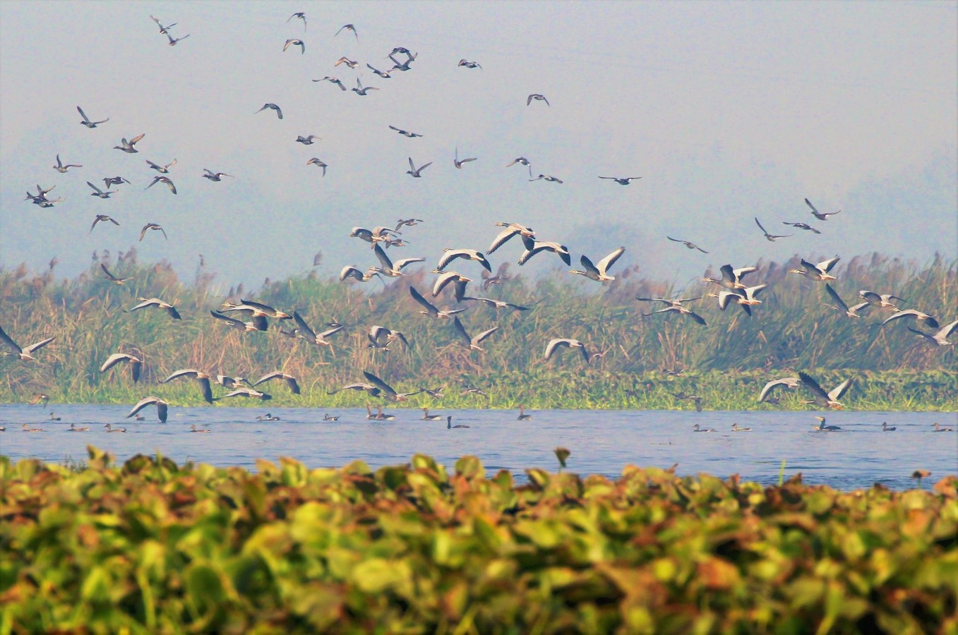 The birds at the Okhla Sanctuary_©Kamal Dalakoti