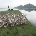 15 Places to Visit in Srinagar for Travelling Architect - Sheet9