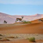 An architectural review of a location: Namibia - Sheet22