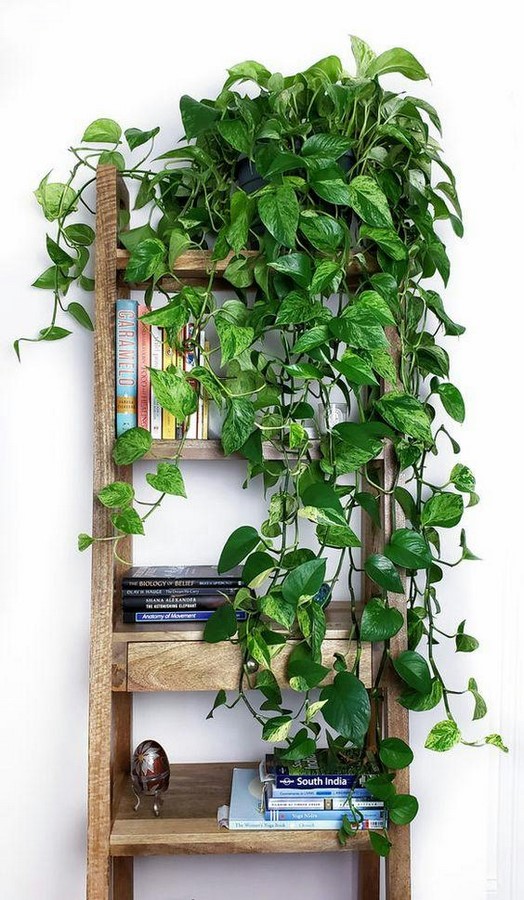 10 Biggest Houseplant Trends for 2023 - Sheet1