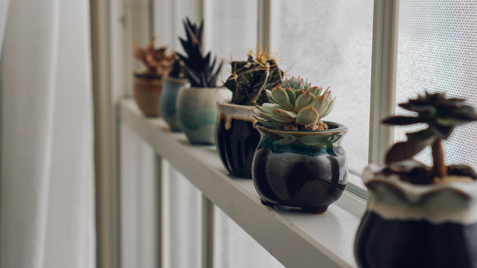 10 Biggest Houseplant Trends for 2023 - Sheet9
