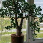 10 Biggest Houseplant Trends for 2023 - Sheet11