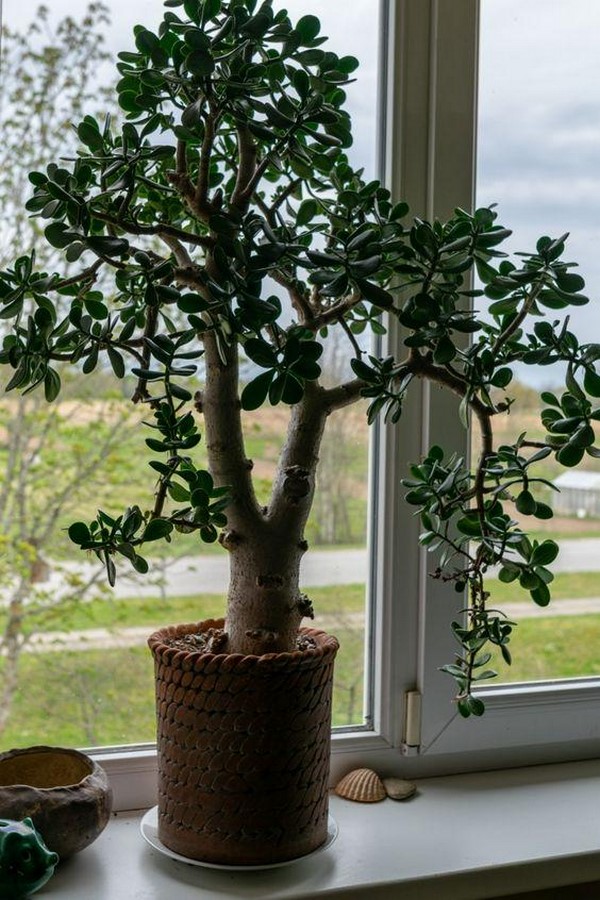 10 Biggest Houseplant Trends for 2023 - Sheet11