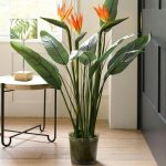 10 Biggest Houseplant Trends for 2023 - Sheet12
