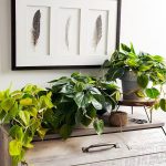 10 Biggest Houseplant Trends for 2023 - Sheet13