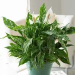 10 Biggest Houseplant Trends for 2023 - Sheet15