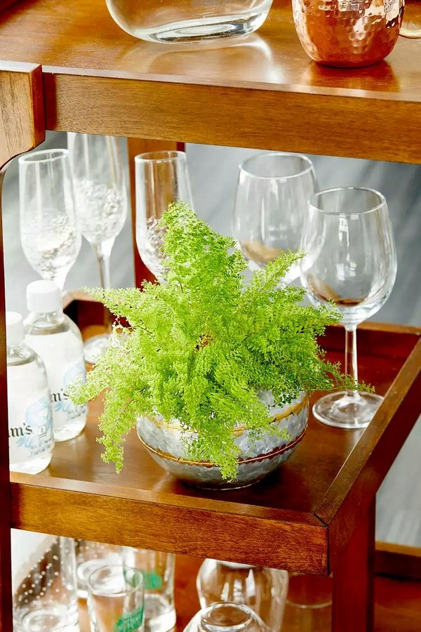 10 Biggest Houseplant Trends for 2023 - Sheet16