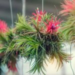 10 Biggest Houseplant Trends for 2023 - Sheet17