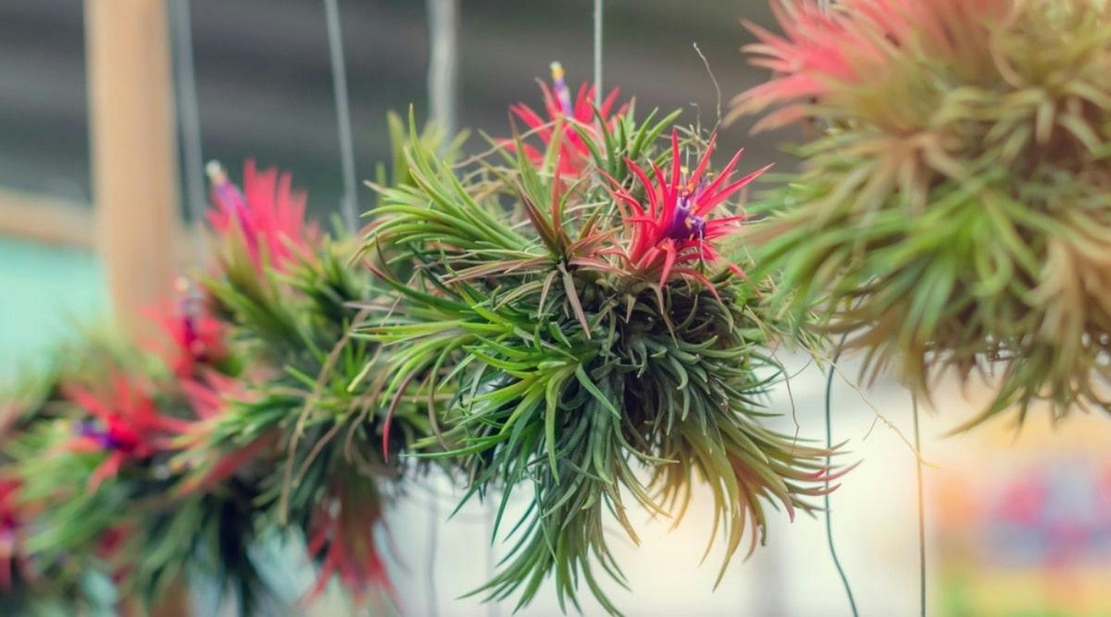10 Biggest Houseplant Trends for 2023 - Sheet17
