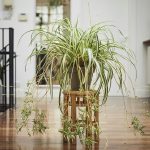 10 Biggest Houseplant Trends for 2023 - Sheet20