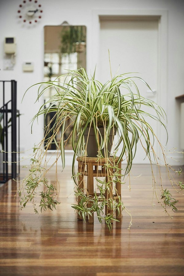 10 Biggest Houseplant Trends for 2023 - Sheet20
