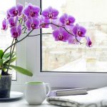 10 Biggest Houseplant Trends for 2023 - Sheet18