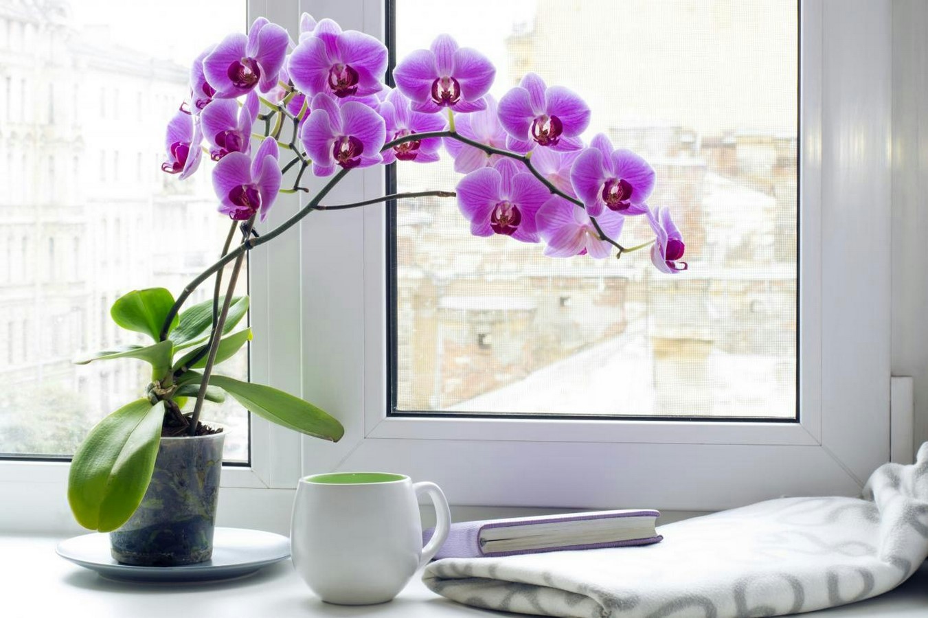 10 Biggest Houseplant Trends for 2023 - Sheet18
