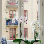 10 Biggest Houseplant Trends for 2023 - Sheet19