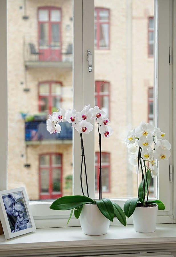 10 Biggest Houseplant Trends for 2023 - Sheet19