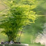 10 Biggest Houseplant Trends for 2023 - Sheet3