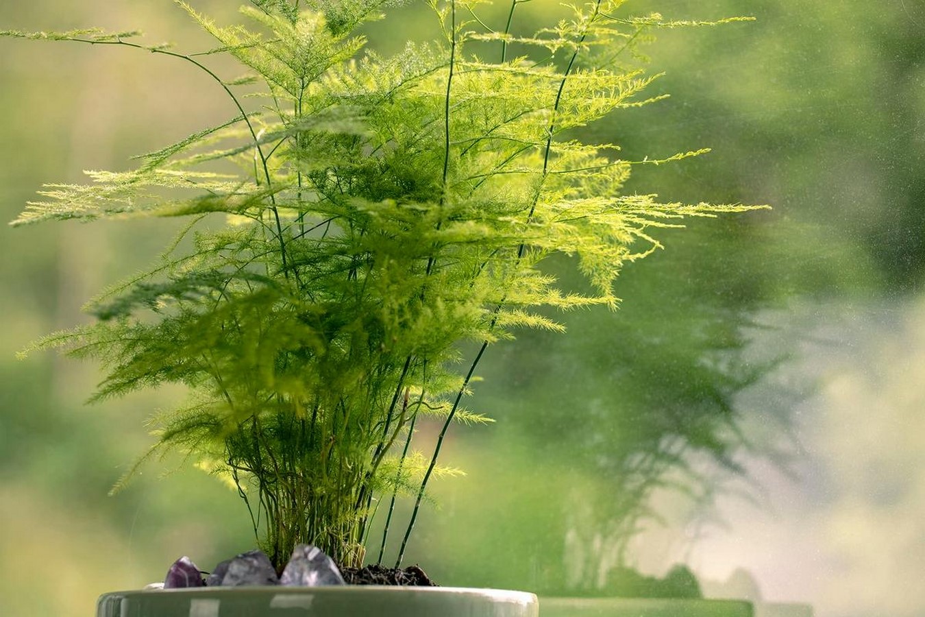 10 Biggest Houseplant Trends for 2023 - Sheet3