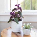 10 Biggest Houseplant Trends for 2023 - Sheet4