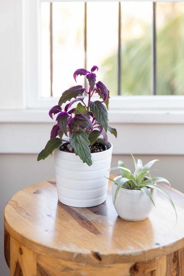 10 Biggest Houseplant Trends for 2023 - Sheet4