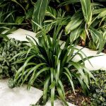 10 Biggest Houseplant Trends for 2023 - Sheet5