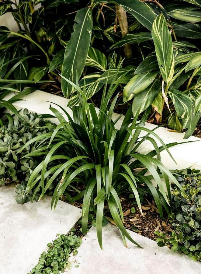 10 Biggest Houseplant Trends for 2023 - Sheet5