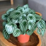 10 Biggest Houseplant Trends for 2023 - Sheet6