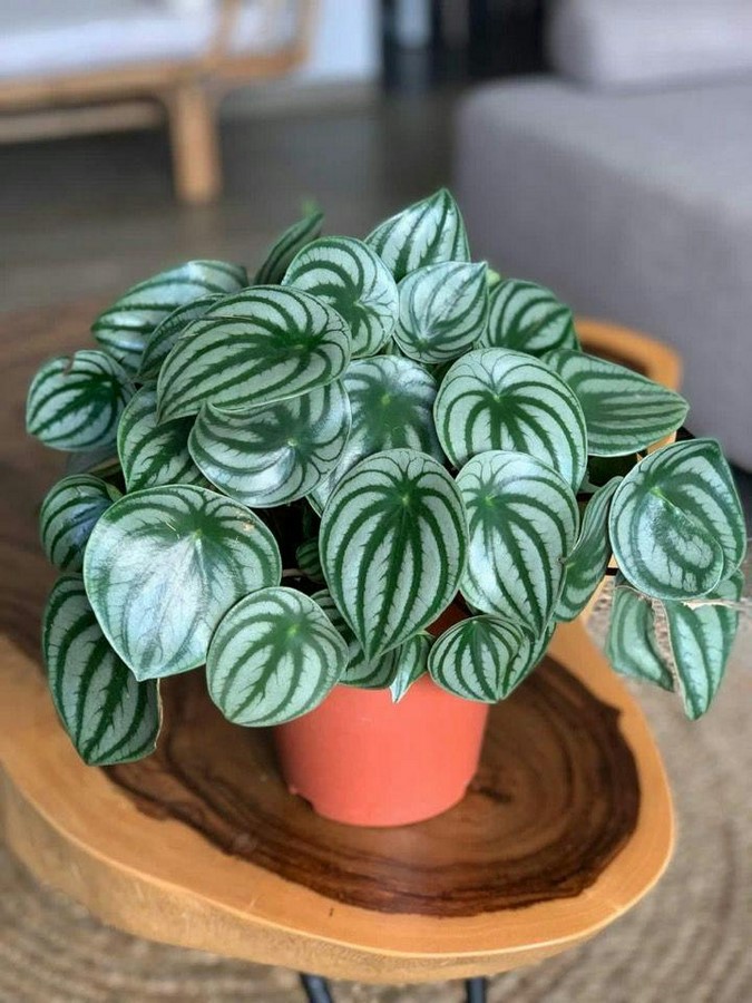 10 Biggest Houseplant Trends for 2023 - Sheet6