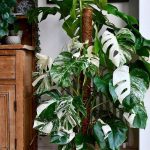 10 Biggest Houseplant Trends for 2023 - Sheet7