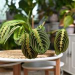 10 Biggest Houseplant Trends for 2023 - Sheet19